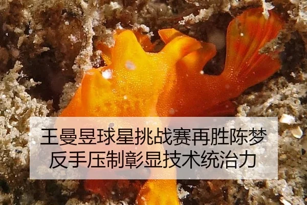 王曼昱球星挑战赛再胜陈梦 反手压制彰显技术统治力